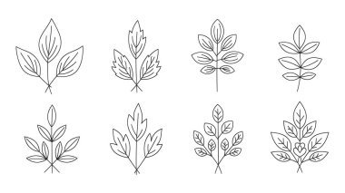 Çeşitli yaprak illüstrasyonları koleksiyonu. Yaprak seti