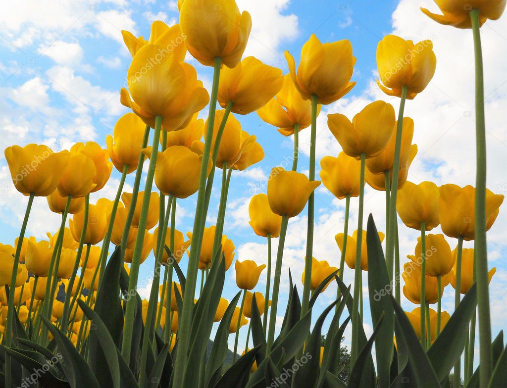 Yellow Tulips with Blue Sky and Clouds Background