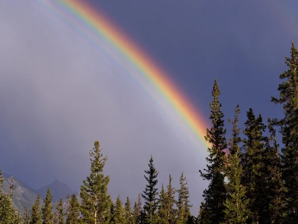 Rainbow Over Moody céu tempestuoso e floresta — Fotografia de Stock