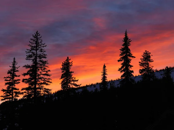 Pôr-do-sol rosa vibrante atrás de silhuetas de pinheiros — Fotografia de Stock