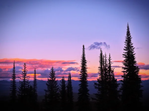 Silhuetas de pinheiros contra o céu de pôr do sol roxo rosa — Fotografia de Stock