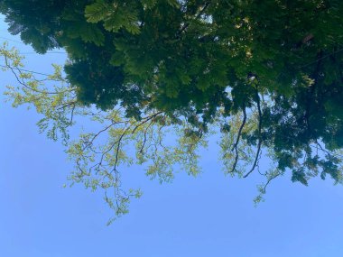 Yukarıya bakan bir manzara yeşil yaprakları ve dalları yakalıyor, açık mavi gökyüzüne karşı kurulmuş..