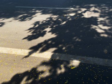 Güneş ışığı ağaç dallarının arasından süzülür, bu yakın planda asfalt yolda keskin yaprak gölgeleri bırakır, canlı ve desenli desenler yaratır..