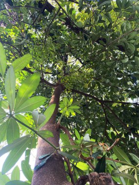Uzun bir Alstonia bursu ağacı belirgin bir şekilde duruyor, gövdesi geniş, katmanlı bir gölgeliğe uzanıyor..