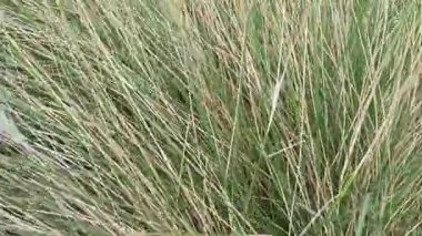 Uzun yeşil çimenler, doğal ışık altında rüzgarda zarif bir şekilde sallanarak sakin ve ferahlatıcı bir açık hava manzarası yaratır..