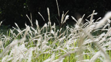 Çimen Çiçeği, Doğa ile Çimen, Yeşil Arkaplan, Doğa