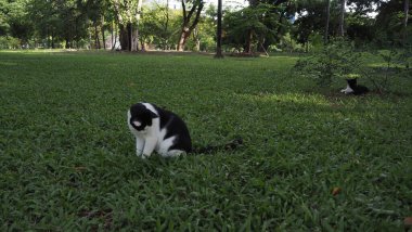 Park Nature, Landscape With Public Park, Green