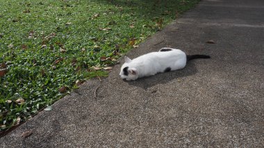 Park Nature, Landscape With Public Park, Green