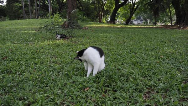 Park Nature, Landscape With Public Park, Green