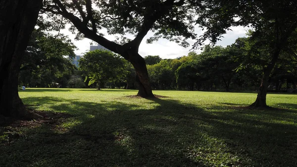 Sunlight With Leaves, Nature in Public Park, Cityscape Background, Empty Space, Green Tree with Sunlight