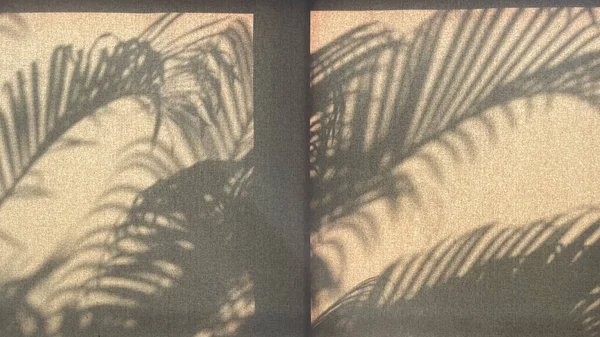 Sunlight With Tree Shadow on Wall, Planting, Shadowl, Empty Wall, Copy Space...,