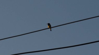 Bird With Sky, Bird Flying, Bird on Electrical Poles, Empty Sky