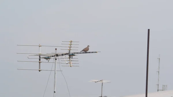 Bird With Sky, Bird Flying, Bird on Electrical Poles, Empty Sky