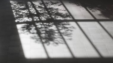 Sunlight With Tree Shadow on Wall, Planting, Shadowl, Empty Wall, Copy Space...,