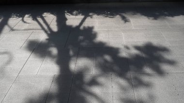 Sunlight With Tree Shadow on Wall, Planting, Shadowl, Empty Wall, Copy Space...,