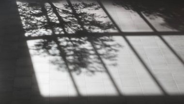 Sunlight With Tree Shadow on Wall, Planting, Shadowl, Empty Wall, Copy Space...,