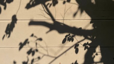 Sunlight With Tree Shadow on Wall, Planting, Shadowl, Empty Wall, Copy Space...,