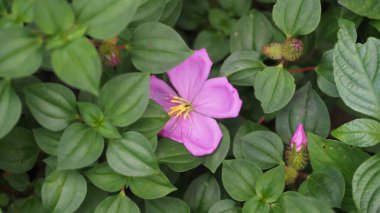 Doğa ile Pembe Çiçek Açma, Çiçek Tutma..., Doğa
