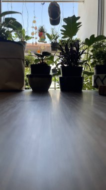 Kahve fincanı, bitki odası balkonlu kahve, kopyalama alanı....,