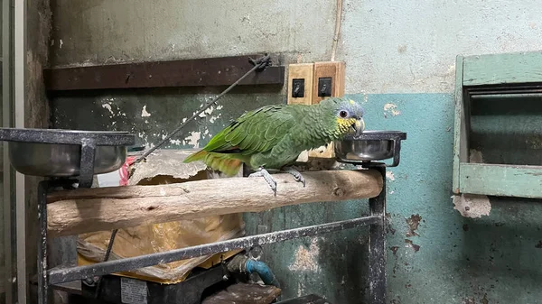 Egzotik Hayvanlar, Hayvanlar, Hayvanat Bahçesi, Etkinlikler...,