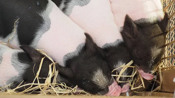 Egzotik Hayvanlar, Hayvanlar, Hayvanat Bahçesi, Etkinlikler...,