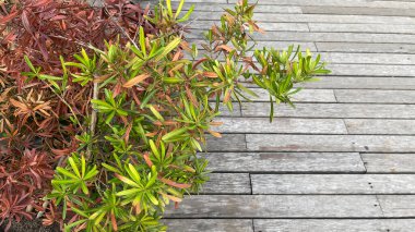 Yerde yeşil yapraklar