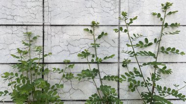 Boş Duvar Yerleştirme, Boş Duvar, Yerleştirme, Boşluğu Kopyala..,