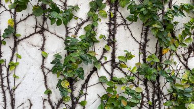 Boş Duvar Yerleştirme, Boş Duvar, Yerleştirme, Boşluğu Kopyala..,