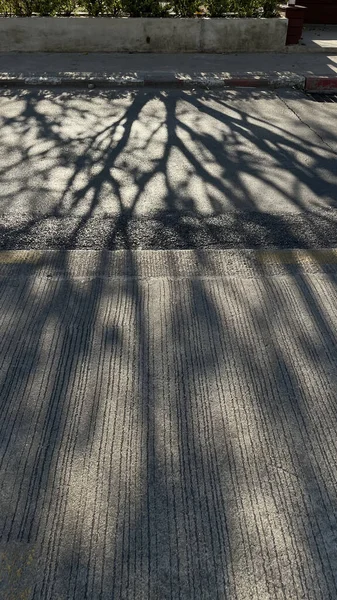 Duvarda ağaç gölgesi olan güneş ışığı, Gölge yerleştirme, 