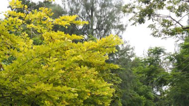 Parkın güzel manzarası, Park 'ta Gölgeli Gün Işığı