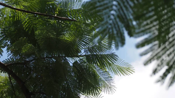 Parkın güzel manzarası, Park 'ta Gölgeli Gün Işığı