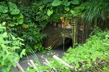 Yilan, Tayvan - 27 Eylül 2025: Yosun, kırmızı yazıtlı tarihi Balishe Kanalı kemer taşı tünel, yoğun eğreltiotu ve sarmaşıklar, Pobuwo girişinde su akışı, Sanxing Kasabası, Yilan İlçesi.