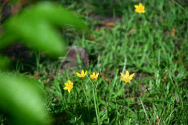 Sarı yağmurlu kır çiçekleri yeşil çimenleri benekli büyük yumuşak odaklı yaprak, doğal güneş ışığı gölgeler oluşturur, kahverengi toprak arka planda görünür..