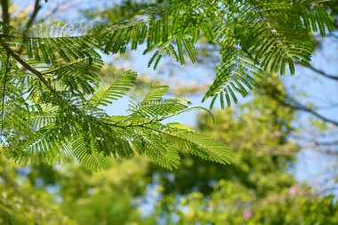 Parlak yeşil yapraklar, güneş ışığıyla aydınlatılan küçük broşürlerle ışık ve gölge desenleri yaratıyor açık havada yumuşak odaklı mavi gökyüzü arkaplanı..