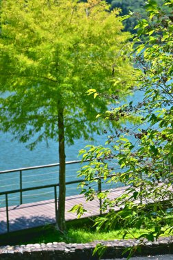 Parlak yeşil selvi ağacı (Taxodium distichum), ahşap tahta kaldırımlı, metal korkuluklu, taş kenarlı ve çimen ön planlı, koyu renkli böğürtlenli yoğun bir çalılıktır..