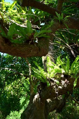 Yeşil kuş yuvası eğreltiotu (Asplenium nidus) kalın desenli ağaç gövdesinde epifitik olarak büyüyen gül yaprakları, bereketli ormanda ışık saçan yapraklar.