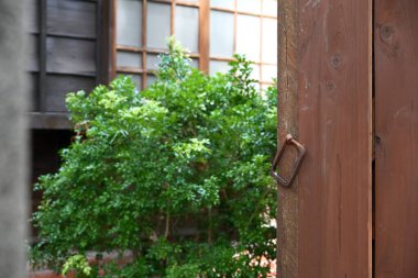 Eskimiş koyu kahverengi ahşap kapı, paslı kare metal kapı, arkasında yoğun yeşil çalı ve ahşap duvarda şeffaf camlar bulunan geleneksel kafes penceresi..