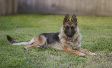 Alman çoban'ın bahçesinde.