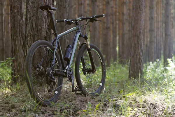 숲에서 자전거 — 스톡 사진