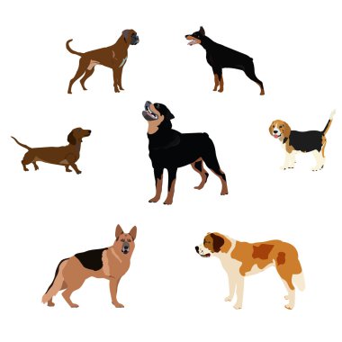 Köpekler doğurmak boğa korkunç boksör fino köpeği izole vektör ile ayarla