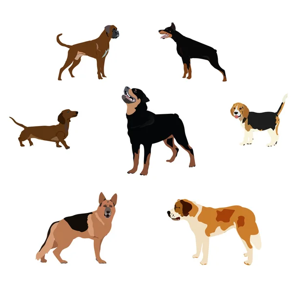 Dogs breed set with bull terrier boxer poodle isolated vector — Stock Vector