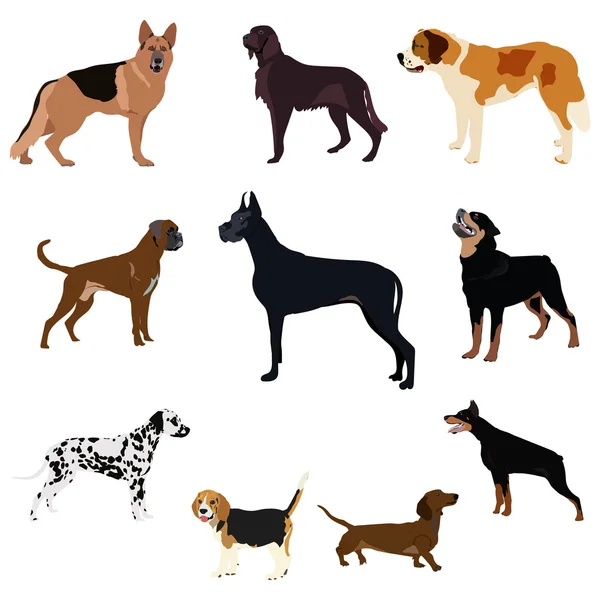 Dogs breed set with bull terrier boxer poodle isolated vector — Stock Vector