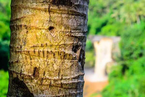 Corteccia di palma — Foto Stock