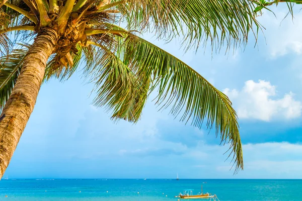 Palm tree on a tropical beach. — Stock Photo, Image