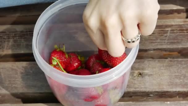 Люди собирают ягоды в парке — стоковое видео