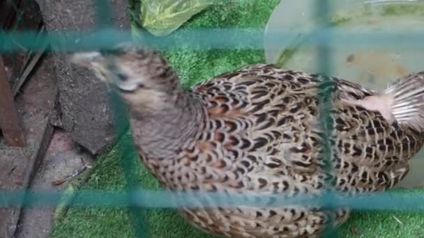 Promenades d'oiseaux autour de la cellule 