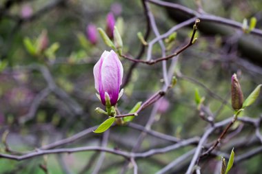 Manolya. Kiev. Botanik Bahçesi.