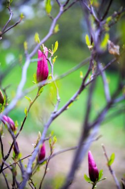 Manolya. Kiev. Botanik Bahçesi.