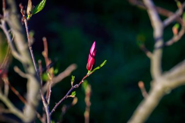 Manolya. Kiev. Botanik Bahçesi.