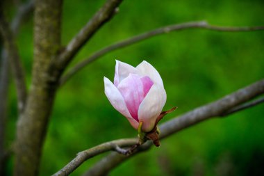 Manolya. Kiev. Botanik Bahçesi.